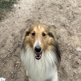 Robin - Shetland Sheepdog