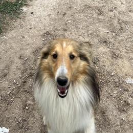 Robin - Shetland Sheepdog