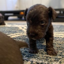 Miniature Schnauzer Puppies from Booms baby