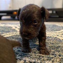 Miniature Schnauzer Puppies from Booms baby