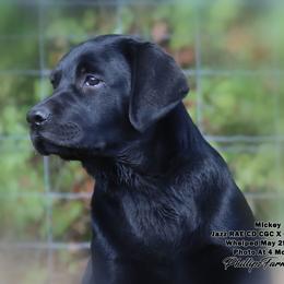Mickey - Black male Labrador Retriever puppy in Point, Texas from Lakylu Kennels