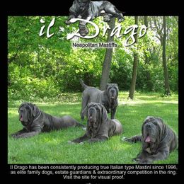 Neapolitan Mastiffs from il Drago Kennels