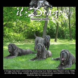 Neapolitan Mastiffs from il Drago Kennels