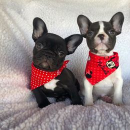 French Bulldog Puppies from Dreampups