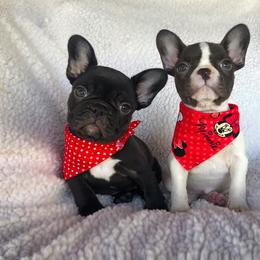 French Bulldog Puppies from Dreampups