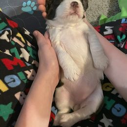 English Springer Spaniel Puppies from Timothy Naylor