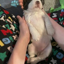 English Springer Spaniel Puppies from Timothy Naylor