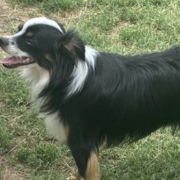 Aussiedoodles, Cavapoos, and Poodles from J&K Kennels