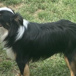 Aussiedoodles, Cavapoos, and Poodles from J&K Kennels