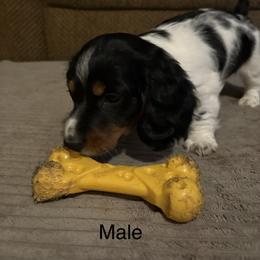 Cowboy - Piebald male Dachshund puppy in Smyrna, Tennessee from Sias Select Dachshunds