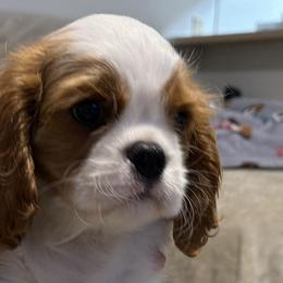 Cavalier King Charles Spaniels from Avion's Cavaliers