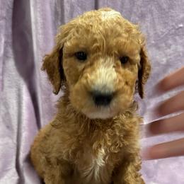 AKC Standard poodle Louis - Red  male Poodle puppy in Harrisburg, Arkansas from Ransone’s Ridge Runners Poodles and Doodles