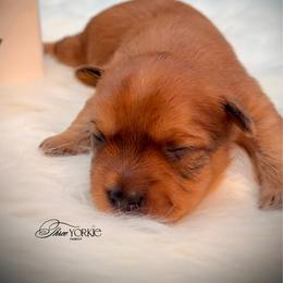 Chocolate boy - Chocolate and tan male Yorkshire Terrier puppy in Machesney Park, Illinois from Three Yorkie Family