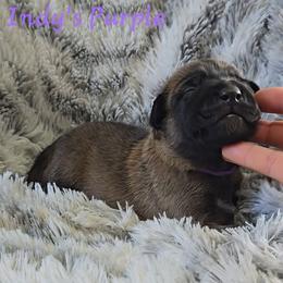 Indy's Purple - Mahogany female Belgian Malinois puppy in Berry, Alabama from North River k9