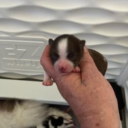 Boy 1 - Chocolate parti male Pomeranian puppy in Maplefalls, Washington from Snow peak poms