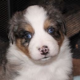 Australian Shepherds and Miniature American Shepherds from Tanya Strickland