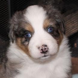 Australian Shepherds and Miniature American Shepherds from Tanya Strickland