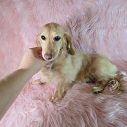 Phoebe - Dachshund