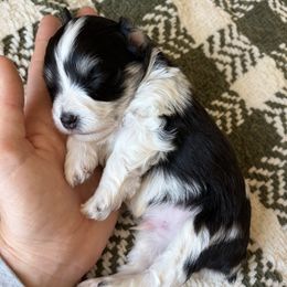 Kingston - Parti male Miniature Schnauzer puppy in Nederland, Texas from Daffodil Dogs