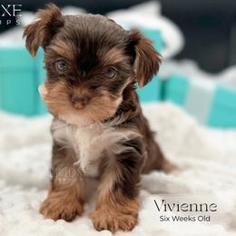 Vivienne - female Yorkshire Terrier puppy in Scottsdale, Arizona from Lil Luxe Pups