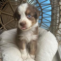 Rudolph - Red tri-color male Australian Shepherd puppy in Grants Pass, Oregon from Carmel Mountain Aussies