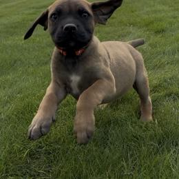Orange - Brown male Boerboel puppy in Laramie, Wyoming from Standing Stone Boerboels
