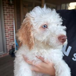 Pumba - Cream male Aussiedoodle puppy in Rainbow City, Alabama from Creek Bend Farm