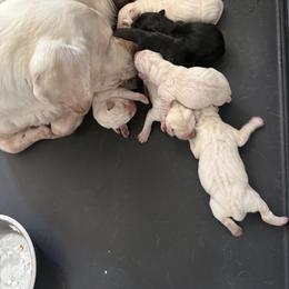 Girl 4 - Yellow female Labrador Retriever puppy in Isanti, Minnesota from Four Corners Family Labs
