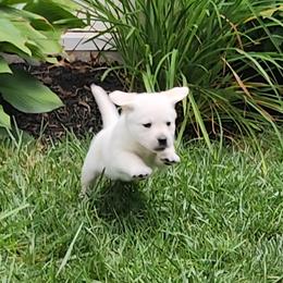 Labrador Retriever Puppies from The Labradors of Sycamore Farms