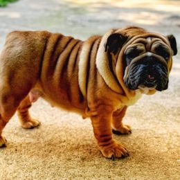 Peanut - Red female Bulldog puppy in Fort Oglethorpe, Georgia from Jhuntfrenchies