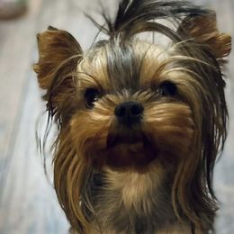 Pixie - Yorkshire Terrier