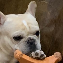 Bulldogs and French Bulldogs from Jagster’s Bulldogs