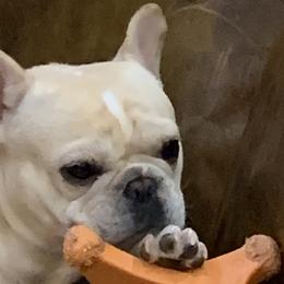 Bulldogs and French Bulldogs from Jagster’s Bulldogs