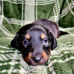 CKC NELLIE - Black and tan female Dachshund puppy in Swink, Oklahoma from Palali Farm