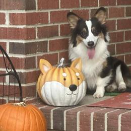 Archer - Pembroke Welsh Corgi