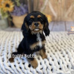Cavalier King Charles Spaniel, Golden Retriever, and Poodle Puppies from Fluffy Buttz