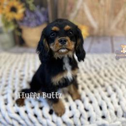 Cavalier King Charles Spaniel, Golden Retriever, and Poodle Puppies from Fluffy Buttz