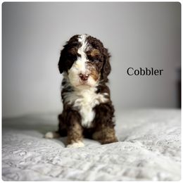 Cobbler - Phantom male Bernedoodle puppy in Pennsylvania from Bells Bernedoodles