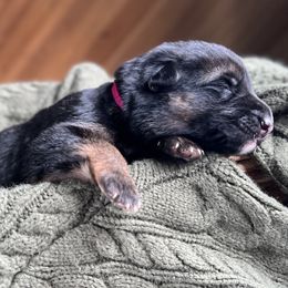 Pink Collar - Black and tan female German Shepherd puppy in Eagle Creek, Oregon from Platz German Shepherds