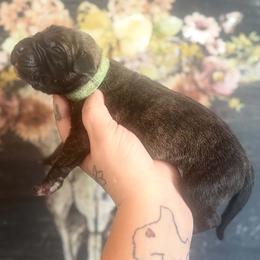 Ziti - Brindle male Great Dane puppy in Lehigh Acres, Florida from Florida Wrinkles