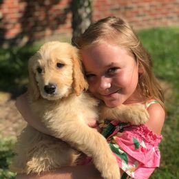 Goldendoodles from DoodleSmith, LLC