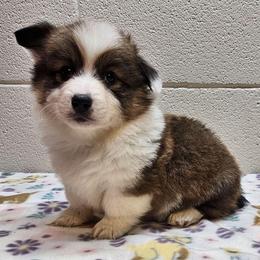 Fiyero - Red male Pembroke Welsh Corgi puppy in Castle Rock, Washington from Heckman Corgis