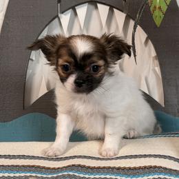Girl 1 - female Mi-Ki puppy in Prospect Heights, Illinois from Metro Mi-kis