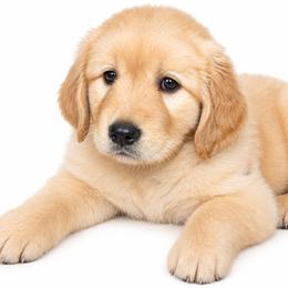Miss Dotty English cream show - Light golden female Golden Retriever puppy in Orland, California from Elliott's Elite Puppies