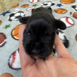 Luna - Black female Miniature Schnauzer puppy in Comanche, Texas from Circle R Sidney