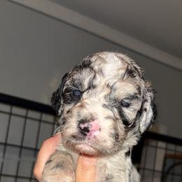 Woody - Merle male Sheepadoodle puppy in Lumberton, Mississippi from Doris’ Darlin Doxies & Doodles