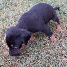 Catahoula Leopard Dog Puppies from Full Throttle Catahoulas