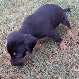 Catahoula Leopard Dog Puppies from Full Throttle Catahoulas