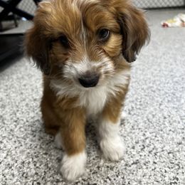 Teal Girl- Sally - Red tri-color Aussiedoodle puppy in Columbus, Ohio from FamilyOodles