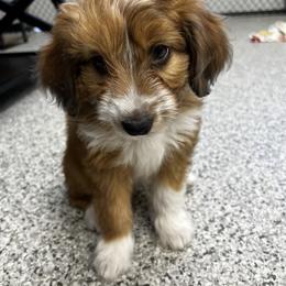 Teal Girl- Sally - Red tri-color Aussiedoodle puppy in Columbus, Ohio from FamilyOodles